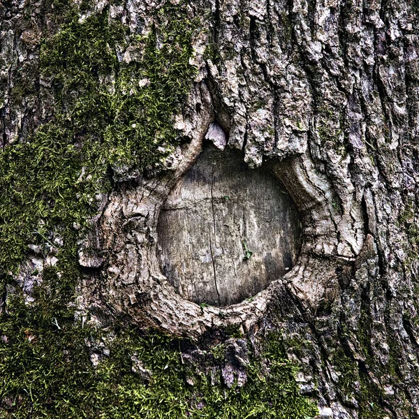Hole Bark Tree Close — Stock Photo, Image