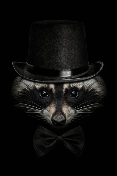 Raccoon face close up on black  in a hat and tie butterfly