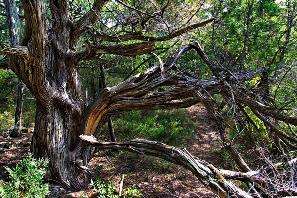森の清掃中の古い乾燥したジュニパーツリー — ストック写真