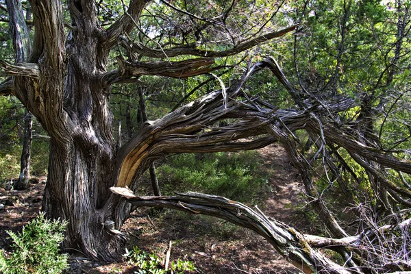 Ormandaki bir açıklıkta kurumuş ardıç ağacı.