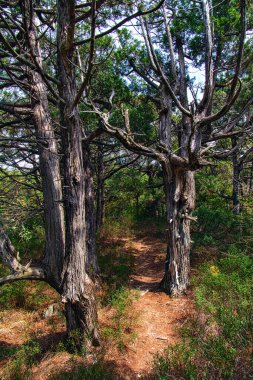 Relict ormanında patikada iki yaşlı ardıç.
