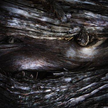 Ağacın kabuğunda oyuklar, yüz şeklinde.