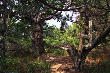 Eski ardıç ormanında yol