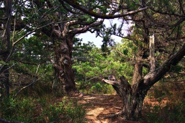 Eski ardıç ormanında yol