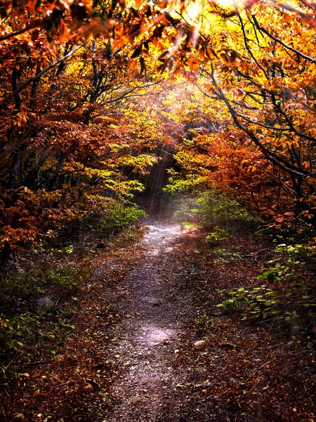 Traject Het Forest Van Autum Verlicht Door Zon — Stockfoto