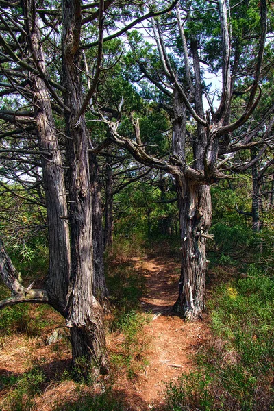 Relict ormanında patikada iki yaşlı ardıç.
