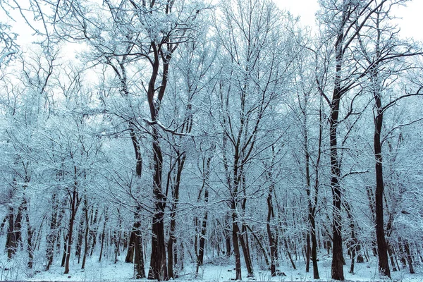 黄昏时分的雪冬林 — 图库照片