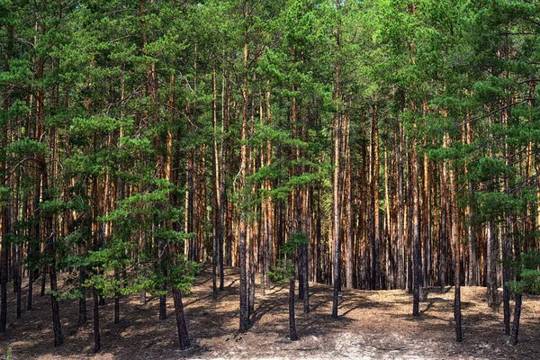 Genç Çam Ormanı Güneşin Yaz Işıklarıyla Aydınlanır — Stok fotoğraf