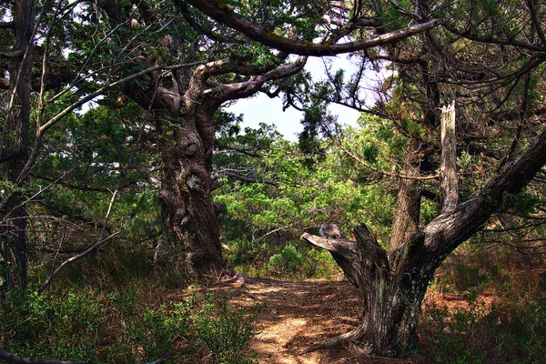 Eski ardıç ormanında yol