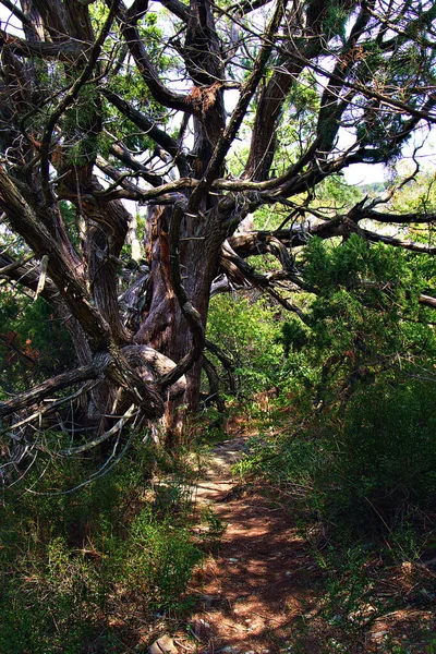 Vecchio Ginepro Lungo Sentiero Nel Bosco Relitto — Foto Stock