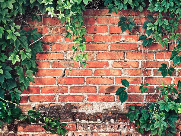 Brick Wall Overgrown Ivy Background — Stock Photo, Image