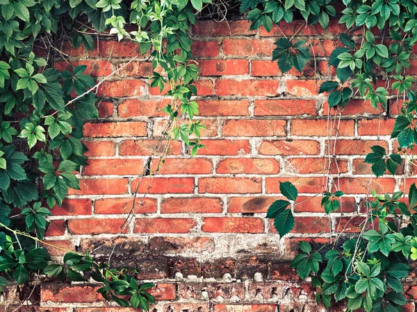 Arka Planda Ivy Ile Büyümüş Tuğla Duvar — Stok fotoğraf