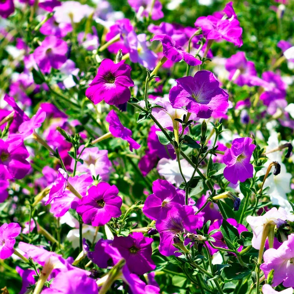 Macizos Flores Petunia Color Blanco Púrpura — Foto de Stock
