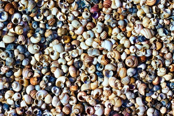 Background Colorful Seashells Shore — Stock Photo, Image