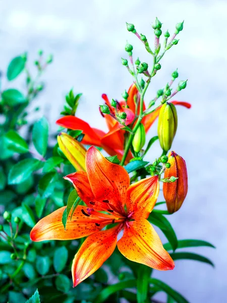 Oranžová Lilie Rozkvétají Záhon Květin — Stock fotografie