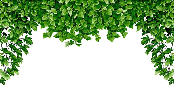 Rám Liánovité Rostliny Izolovaných Bílém Pozadí — Stock fotografie