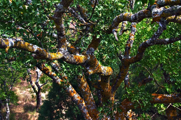 Крупный План Старого Лиственного Дерева Покрытого Красным Лишайником Лицензионные Стоковые Фото