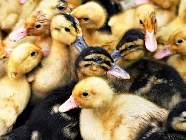 küçük sarı ve siyah ördek çiftliği