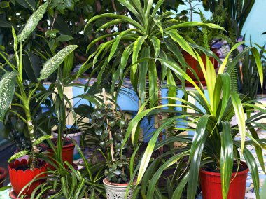 Tencere içindeki çeşitli dekoratif bitkilerin yeşil köşesi.