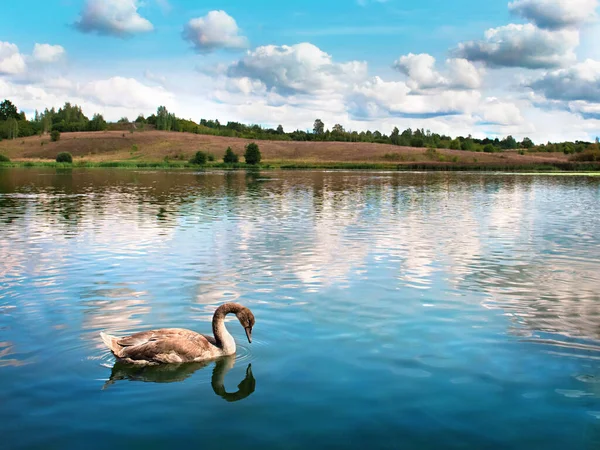 池の上を泳ぐ灰色の白鳥 — ストック写真