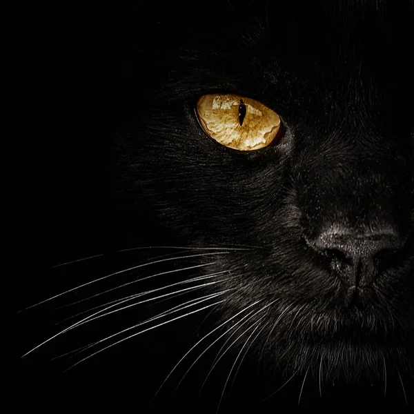 어두운 고양이 클로즈업 — 스톡 사진