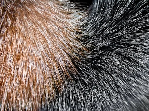 Closeup Γούνα Αρκτικής Αλεπούς Φόντο — Φωτογραφία Αρχείου
