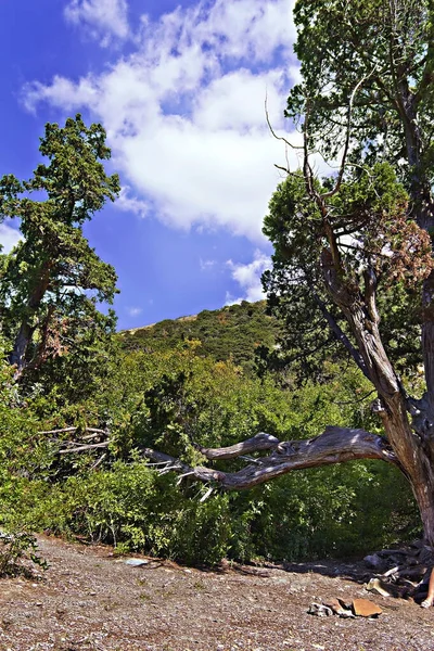 Image Prairie Montagne Dans Les Montagnes Caucase — Photo