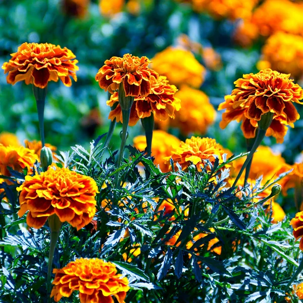 Tagetes Blomma Säng Bakgrunden — Stockfoto