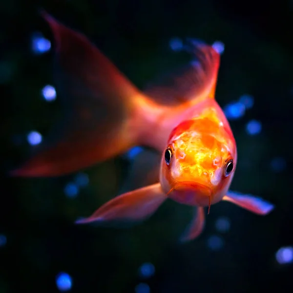 Imsge Goldfish Aquarium Closeup Dark Background — Stock Photo, Image