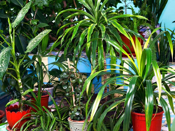鉢物の様々な装飾植物からの緑のコーナー — ストック写真
