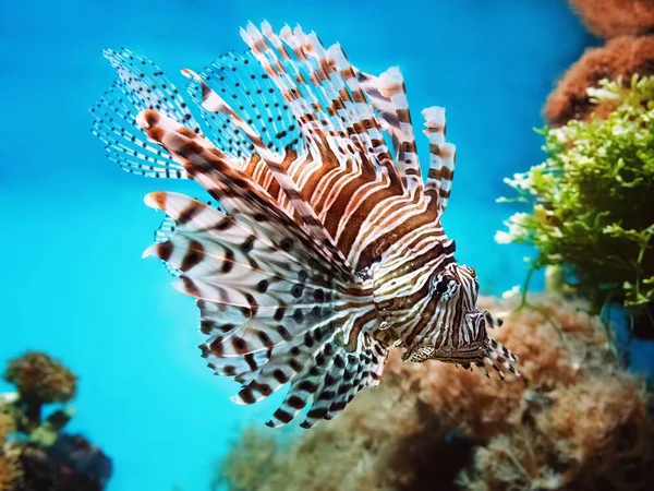 Pesce Corallino Velenoso Pesce Leone Rosso Pterois Volitans — Foto Stock