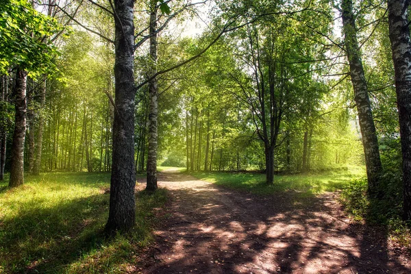 Ormanın Kıyısındaki Kırsal Yolların Çatalı — Stok fotoğraf