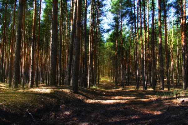Bir Çam Ormanı Ülkede Yol — Stok fotoğraf