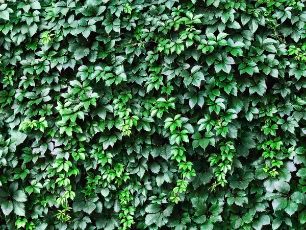 Background Green Shoots Leaves — Stock Photo, Image