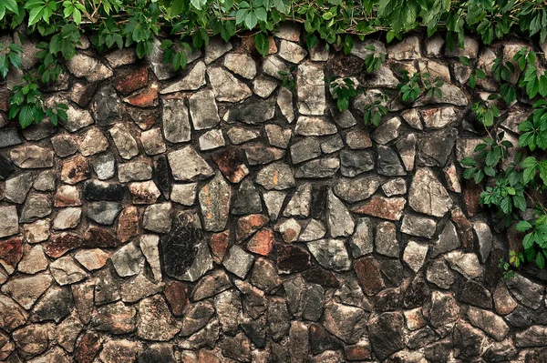 Climbing Plant White Brick Wall — Stock Photo, Image