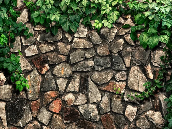 Kletterpflanze Auf Einem Blauen Alten Holzzaun — Stockfoto