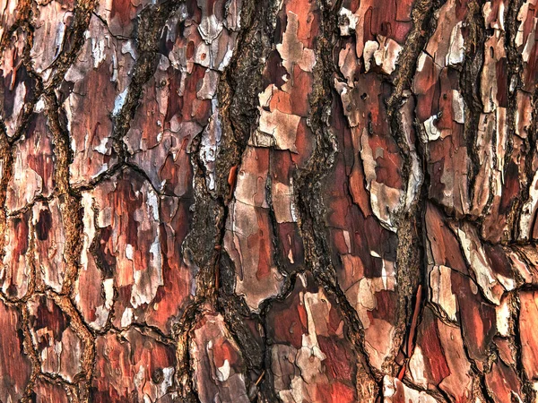 Tree Bark Close Background — Stock Photo, Image