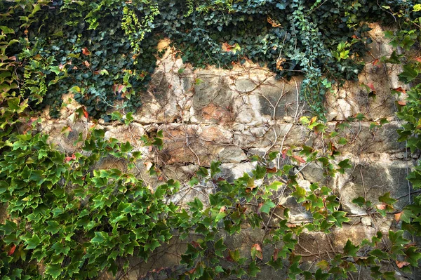 Planta Trepadora Enmarcando Una Pared Piedra — Foto de Stock