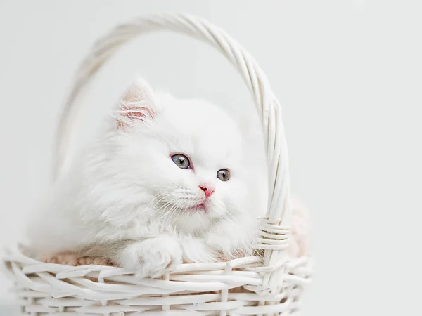 Biały Puszysty Kotek Wiklinowym Koszu Zbliżenie — Zdjęcie stockowe