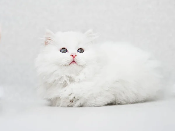 Siedzi Biały Puszysty Kotek Jasnym Jednolitym Tle — Zdjęcie stockowe