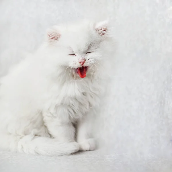 Sedící Usměvavé Bílé Nadýchané Kotě Světlém Pozadí — Stock fotografie