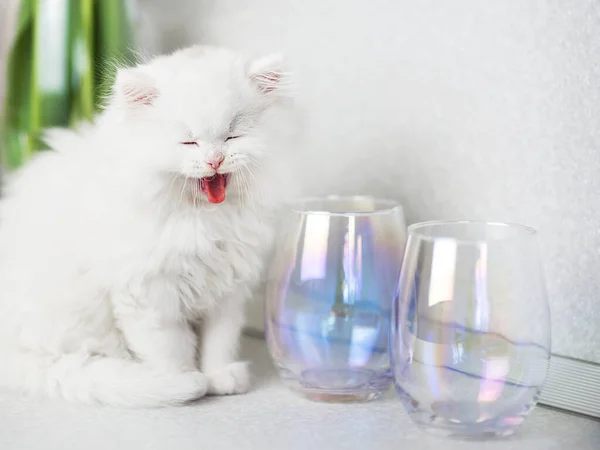 Sorridente Bianco Morbido Gattino Seduto Accanto Due Bicchieri Vuoti Vetro — Foto Stock