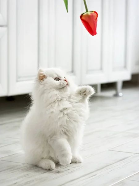 Bílé Nadýchané Kotě Hraje Tulipánem — Stock fotografie