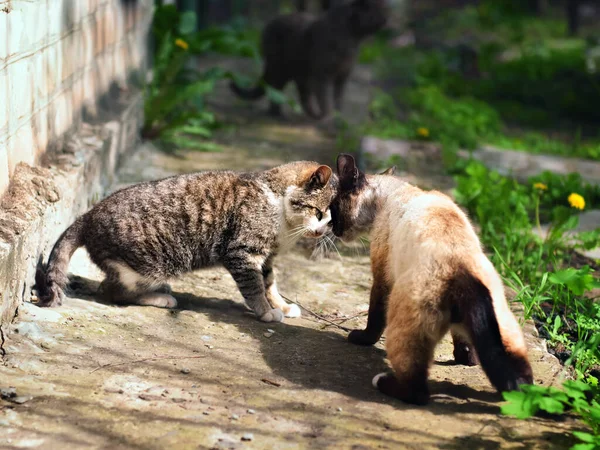 Dois Gatos Resolver Relacionamento Sobre Gato Fêmea — Fotografia de Stock