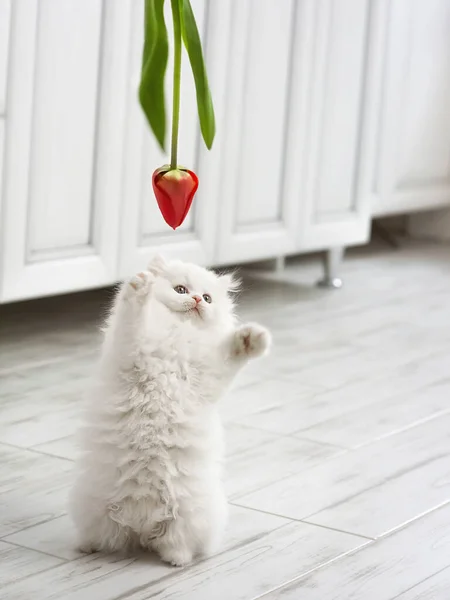 Chaton Pelucheux Blanc Est Joué Avec Une Fleur Tulipe — Photo