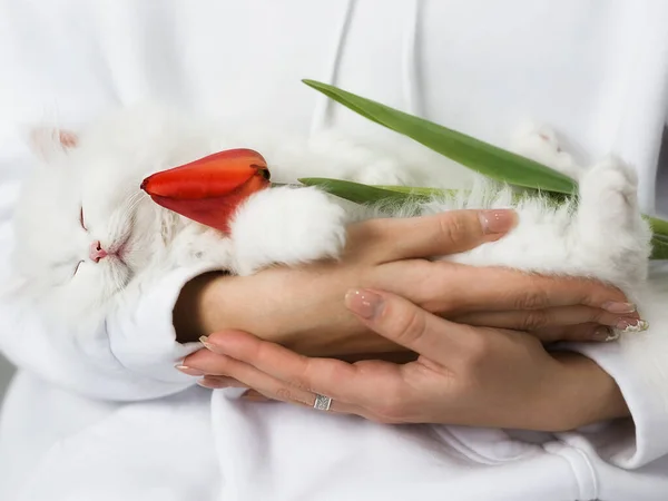 Piccolo Gattino Bianco Soffice Dorme Tra Braccia Del Suo Proprietario — Foto Stock