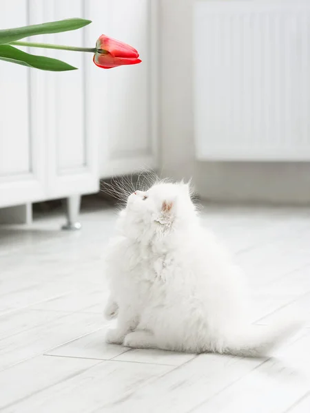 Gattino Morbido Bianco Giocato Con Fiore Tulipano — Foto Stock