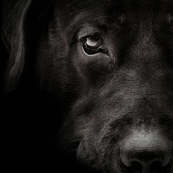 暗い銃口ラブラドール犬のクローズ アップ フロント ビュー — ストック写真