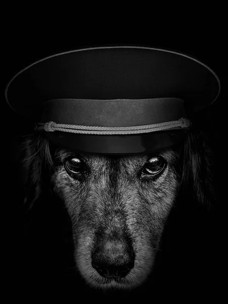 Muso Scuro Cane Spaniel Primo Piano Tappo Militare Vista Frontale — Foto Stock