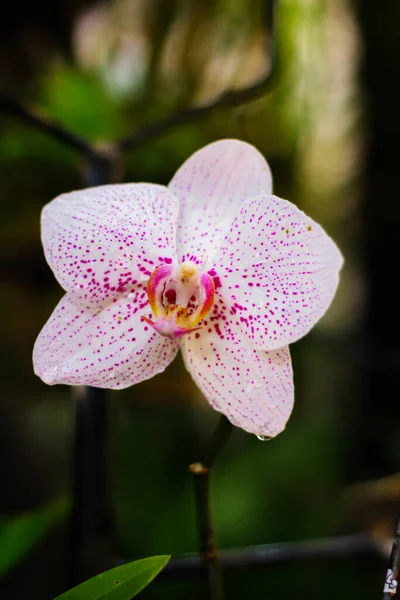 Pink moon orchid flower on soft background in home garden